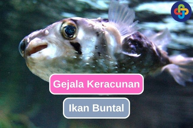 Waspadai 7 Gejala Keracunan Ikan Buntal